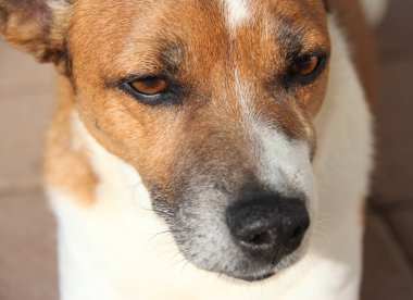Jack Russell 'ın portresi