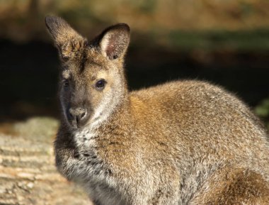 küçük kanguru portresi
