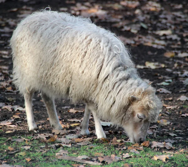 Schafe Fressen Auf Dem Hof — Stockfoto