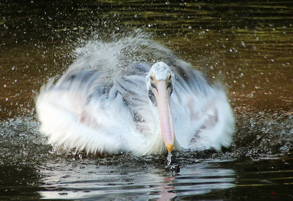 Pelikan wäscht sich — Stockfoto