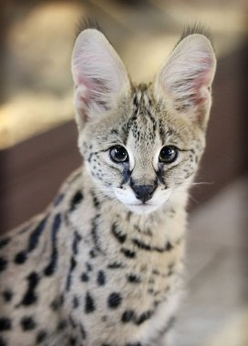 serval yakın çekim portre