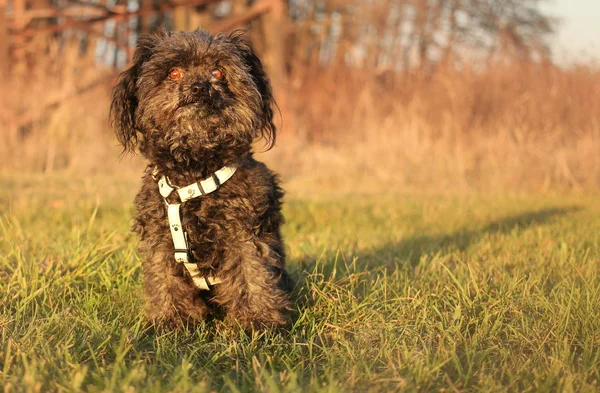 Chien Dans Parc — Photo