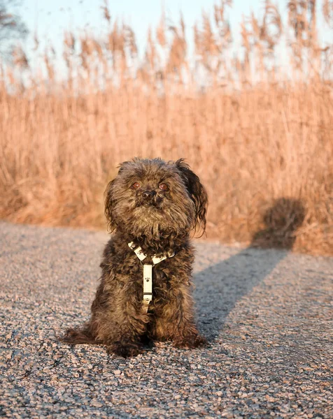 Chien Assis Dans Parc — Photo