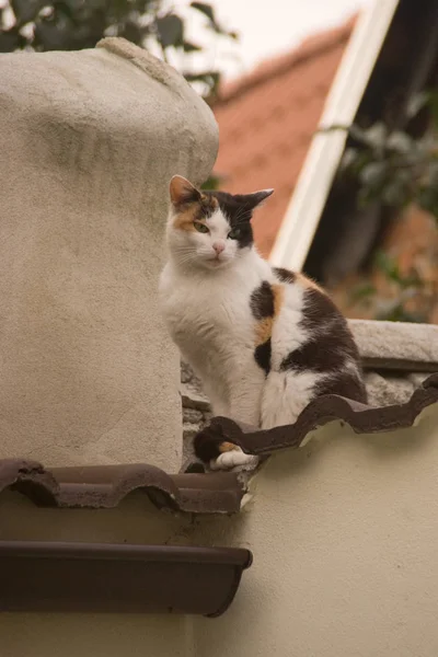 猫は屋根の上に座っている — ストック写真