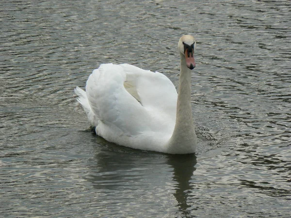 Schwan Auf Dem See — Stockfoto