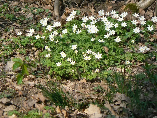 Flores Vento Jardim Durante Primavera — Fotografia de Stock