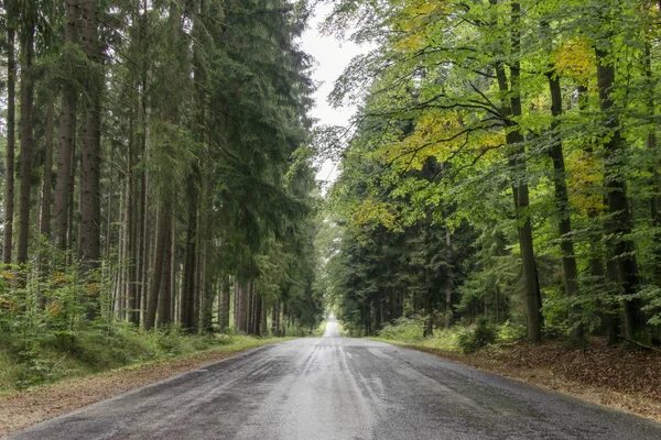 Ormanda yol — Stok fotoğraf