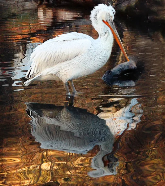 Pelikan im Teich — Stockfoto