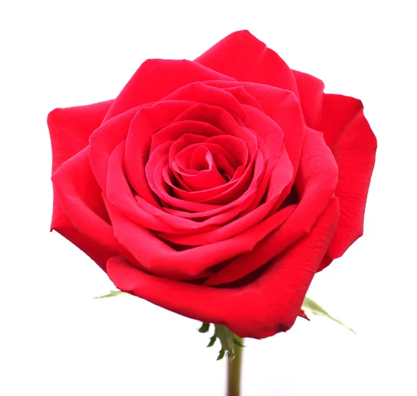 Red rose isolated on white background Royalty Free Stock Photos