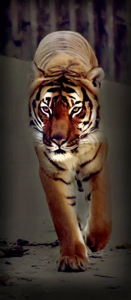 Mooie wandelen tijger Stockafbeelding