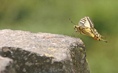 Bokeh arka plan ile taş üzerinde kıt Swallowtail