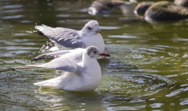 su yüzeyinde martılar