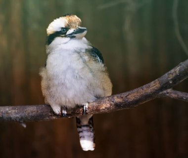 alay Kookaburra şube üzerinde oturuyor