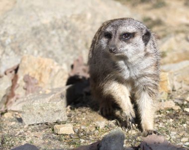 yakın çekim Meerkat Suricata suricatta