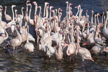  pembe flamingolar grubu