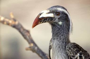 Afrika gri Hornbill şube üzerinde oturuyor