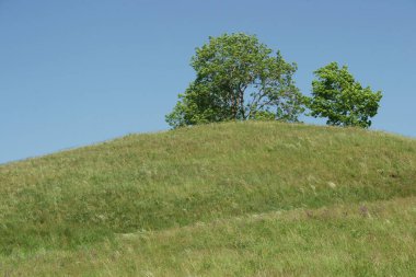 Tepenin tepesinde ağaç