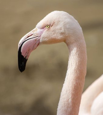 pembe flamingo portresi