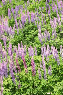 Güzel lupines alanı