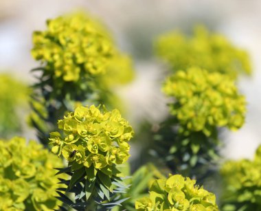 spurge, Euphorbia çiçeklerin