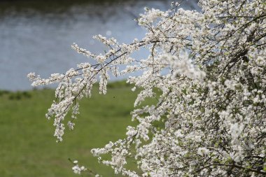 Çiçek açmış kiraz ağacı