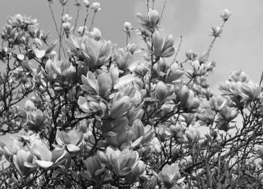 Manolya siyah-beyaz fotoğraf