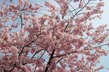 Sakura baharda çiçek açar