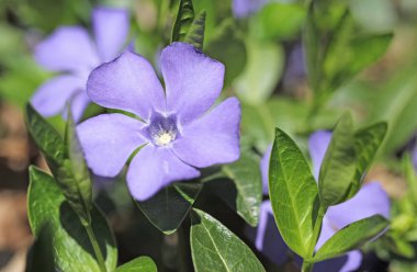 küçük Vinca çiçeği, daha az Periwinkle