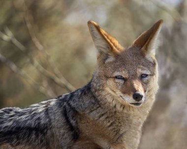 Kara sırtlı çakal portresi