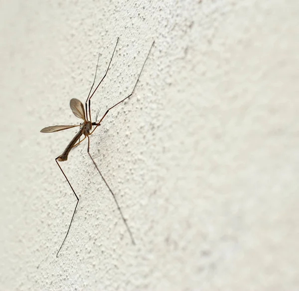 Spinne an der Wand — Stockfoto