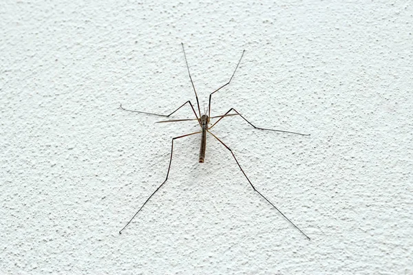 Spinne an der Wand — Stockfoto