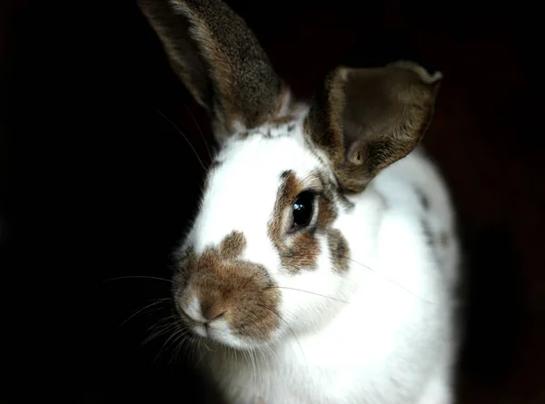 Kaninchen vor dunklem Hintergrund — Stockfoto