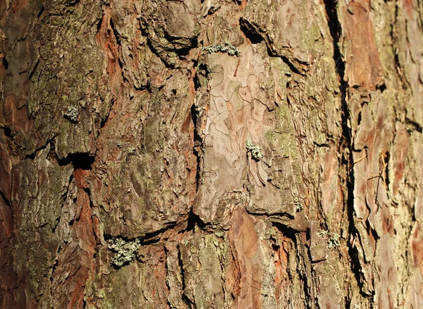 Bark of a tree, texture — Stock Photo, Image