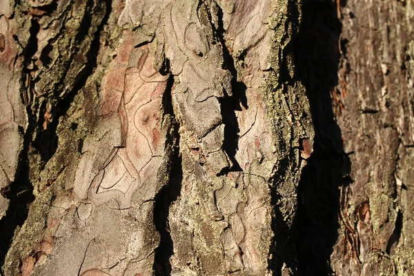 Textur der Rinde eines Baumes, Kiefer — Stockfoto
