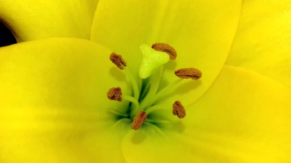 Lírio amarelo em detai — Fotografia de Stock