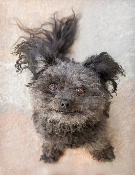 Portrait d'un chien bolognais, bolonka — Photo