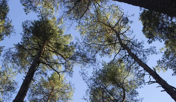나무와 푸른 하늘 — 스톡 사진