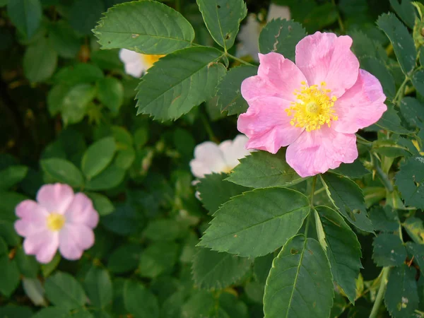 Rosa rosa in giardino — Foto Stock