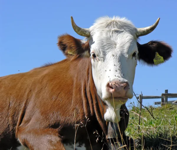 Dağlarda Cow, Alpler