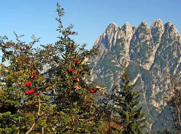 Árvore nas montanhas, itália, dolomitas — Fotografia de Stock