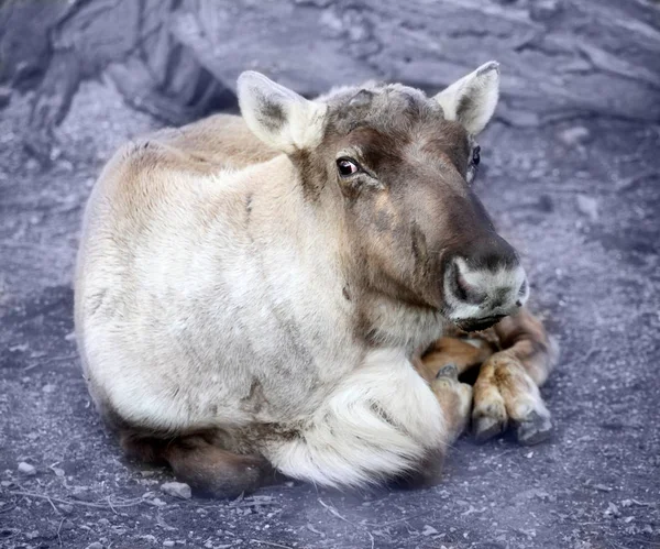 Schattig Liggend Greindeer Tijdens Winter — Stockfoto