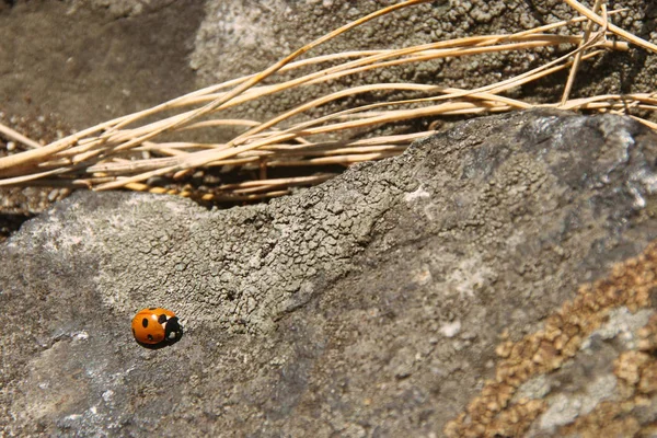 Marienkäfer Auf Einem Stein — Stockfoto