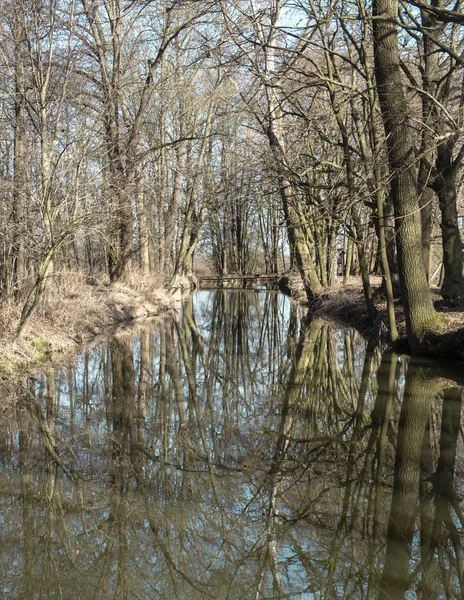 Kleine Rivier Met Bomen Mooie Schaduwen Zlata Stezka Tsjechische Republiek — Stockfoto