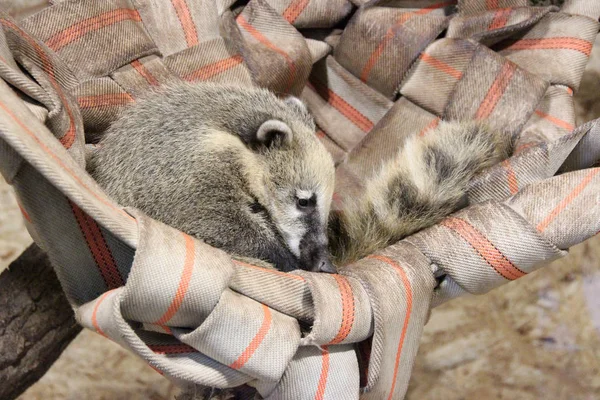 Coati Ekor Cincin Sedang Santai — Stok Foto