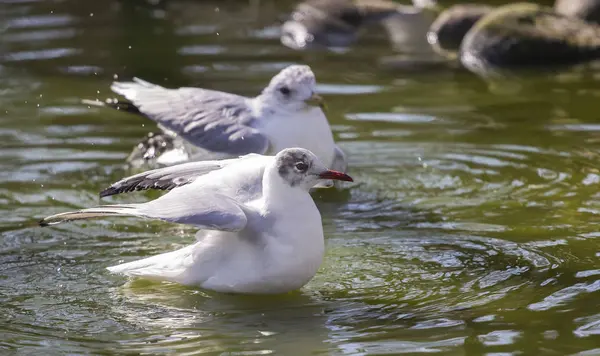 Gaivotas Superfície Água — Fotografia de Stock