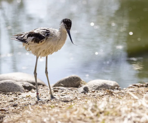 Säbelschnäbler Putzt Seine Feder — Stockfoto