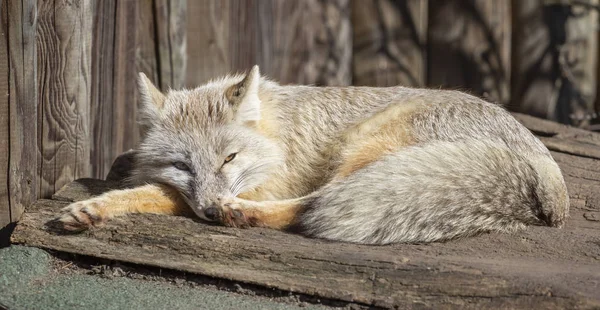 Corsac Fox Entspannt Sich — Stockfoto