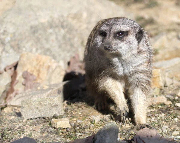 yakın çekim Meerkat Suricata suricatta