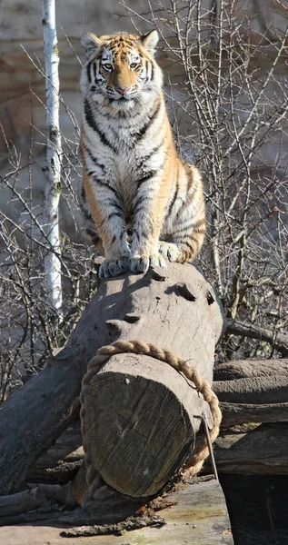 ussurian tiger is sitting on the trunk