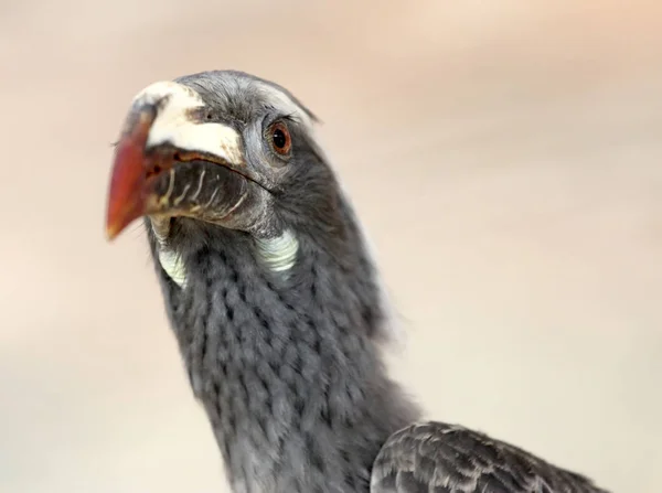 Hornbill Cinza Africano Close — Fotografia de Stock